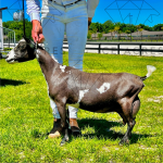 BRIDGE ACRES SOLSTICE 3Y/3F