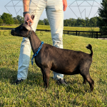 ICE ACRES ARC TWILIGHT GREY 7M