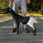 ICE ACRES W YULETIDE 5M