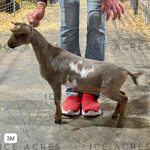 ICE ACRES RD SADE 3M