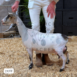 INDIAN CRACKER AMARYLLIS 1Y_FF