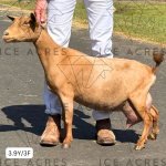 OLD HIDDEN CREEK SG CREPESUZYQ 3.9Y_3F