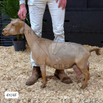 PLANTED PINES PINEAPPLE BITES 4Y_4F