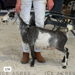 ICE ACRES PA PINK MOON 12M