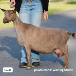 WINNING STREAK CM DARLIN' DOLL 5Y/4F