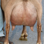 WINNING STREAK CM DARLIN' DOLL 5Y/4F REAR UDDER