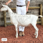 DD CREAMERY HELEN 1Y_FF 5.2025