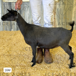 ICE ACRES ARC ADINA 16M 5.2025