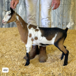 ICE ACRES ARC CONSTANCE MAYER 4M 5.2025