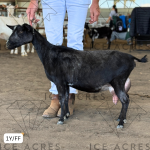 ICE ACRES ARC DREAMIES 1Y_FF 4.12.25