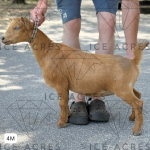 ICE ACRES ARC HONEYDEW LIST 4M 05.2025