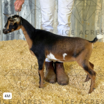 ICE ACRES ARC LIL NGIN THATDID 4M 5.2025