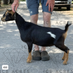 ICE ACRES ARC RHINE FALLS 4M 05.2025