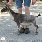 ICE ACRES RD SHANIA TWAIN 7M 05.2025