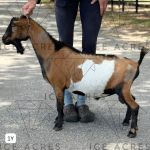 AGAPE'S PRIZE BISHOP BE 1Y 05.2025