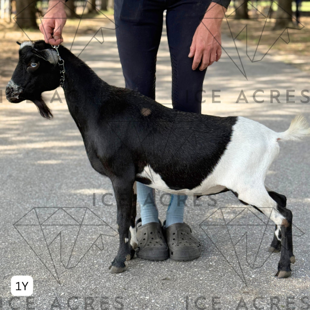 ICE ACRES W YULETIDE 1Y 05.2025