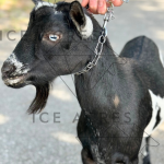 ICE ACRES W YULETIDE 1Y 05.2025 FRONT