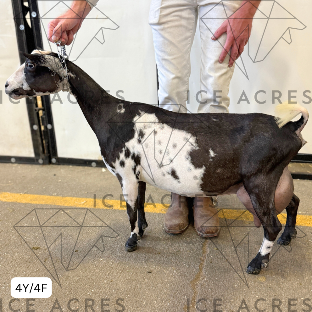 BRIDGE ACRES SOLSTICE 4Y_4Y 7.15.25