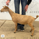 ICE ACRES A JOYVA 6M 7.15.25