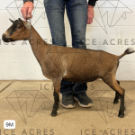 ICE ACRES A MADAME MONIQUE 9M 7.15.25