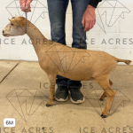 ICE ACRES A MANISCHEWITZ 6M 7.15.25