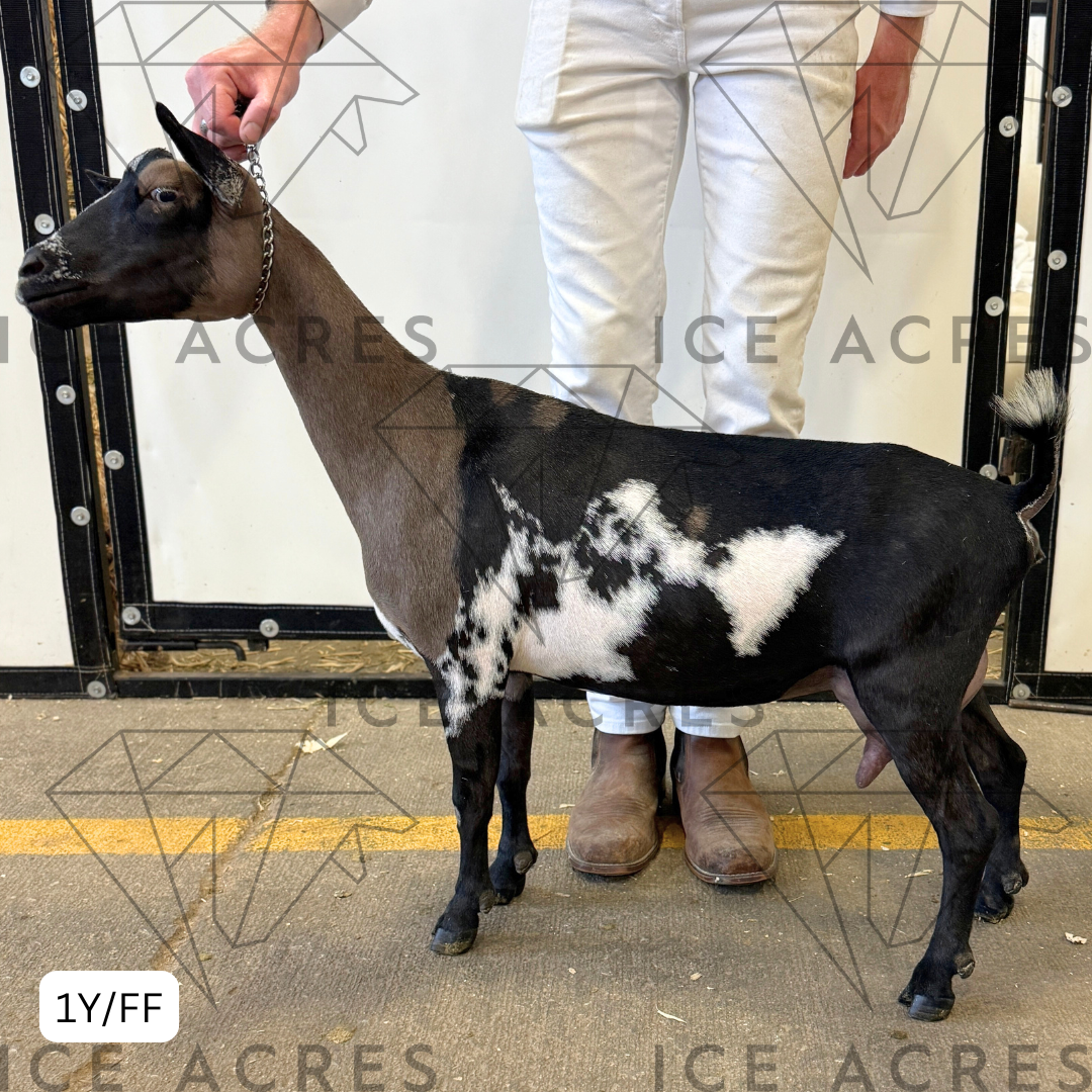 ICE ACRES ARC ADONNA 1Y_FF 7.15.25