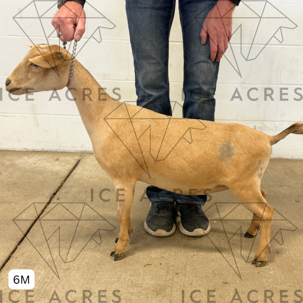 ICE ACRES ARC MOUNT RAINIER 6M 7.15.25