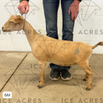 ICE ACRES ARC MOUNT RAINIER 6M 7.15.25