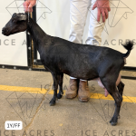 ICE ACRES ARC TWILIGHT GREY 1Y_FF 7.15.25