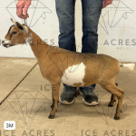 ICE ACRES BB ZEMIRA 3M 7.15.25