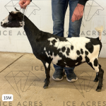 ICE ACRES IH LIZZO 15M 7.15.25