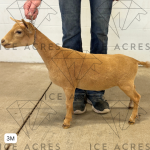 ICE ACRES KKR ALVIRA 3M 7.15.25