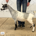 ICE ACRES PA HARVEST MOON 16M 7.15.25