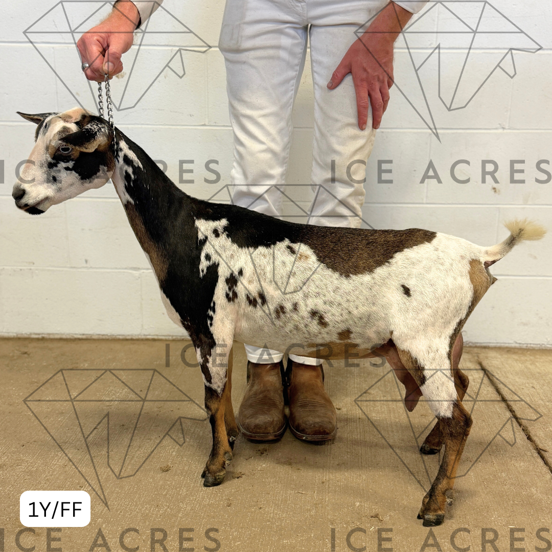 ICE ACRES W IVY AND THE DIVINE 1Y_FF 7.15.25