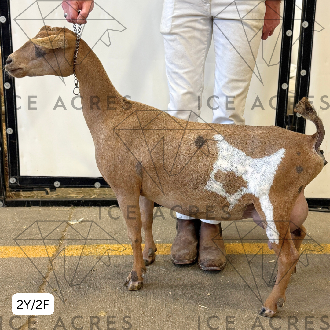 MOON STATION EMBER ICE 2Y_2F 7.15.25