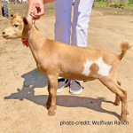 WOLFIVAN ISLAND ROOT 3M left