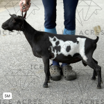 MOON STATION NI VOYAGER 5M 08.2025