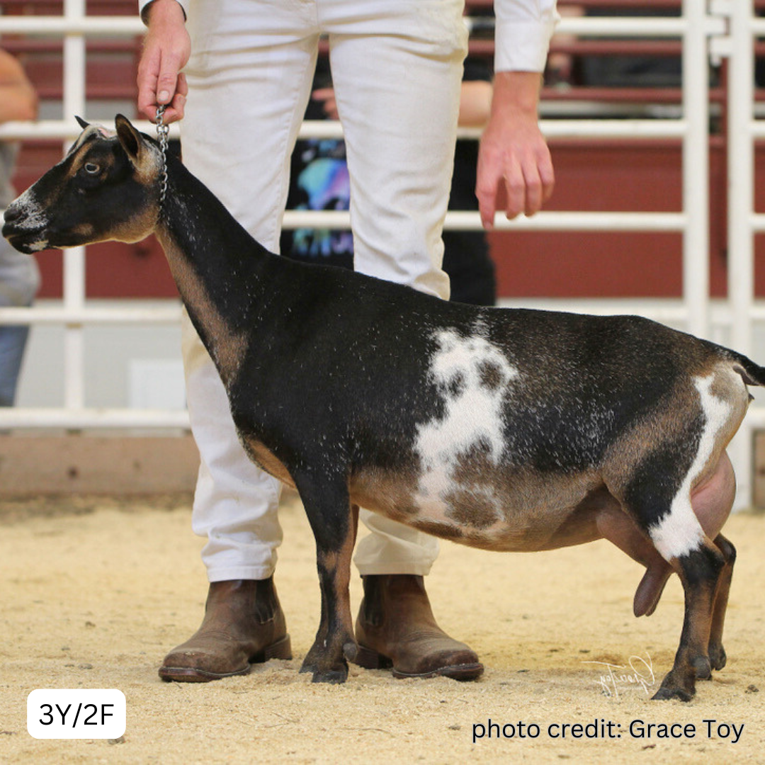 ROYAL PALMS 501 AMIRA 3Y2F 7.2025