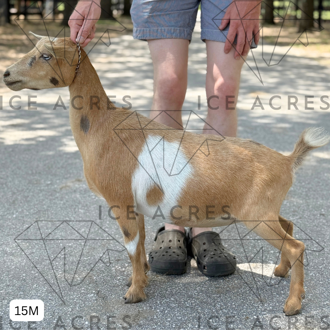 ICE ACRES RR KIWI SLICES 15M 06.2025