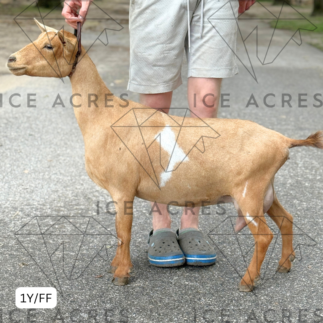 ICE ACRES RR PEACHIE O'S 1Y_FF 9.2025