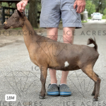 SUNNY DAZE CRUMBL KOOKIE 18M 8.2025