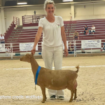 WOLFIVAN CQ GINGER ROOT NATIONALS