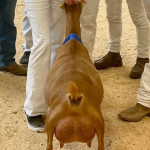 WOLFIVAN CQ GINGER ROOT NATIONALS REAR UDDER