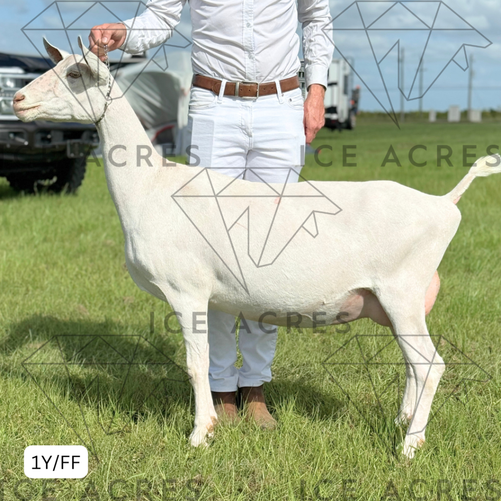 DD CREAMERY HELEN 1Y_FF 10.2025