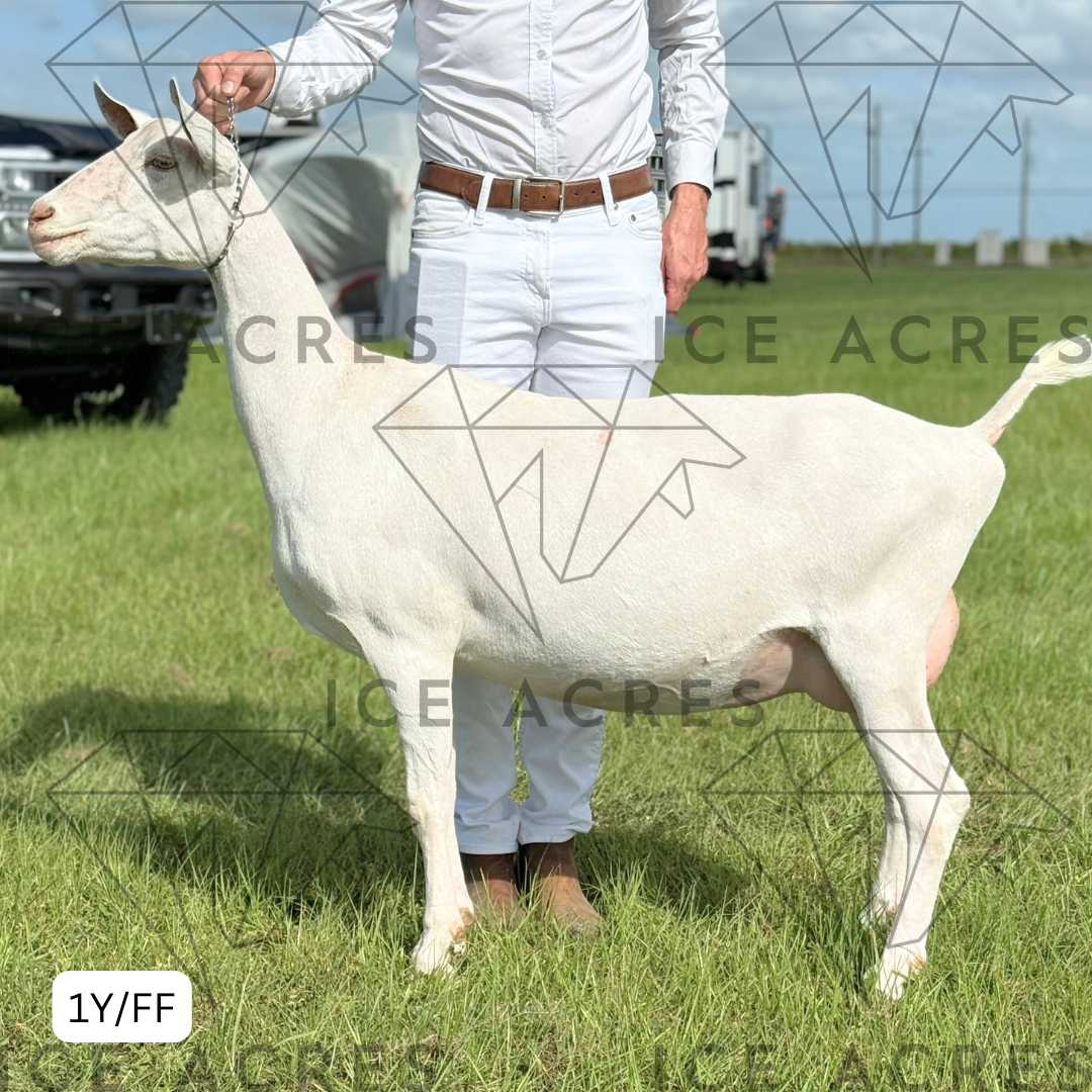 DD CREAMERY HELEN 1Y_FF 10.2025