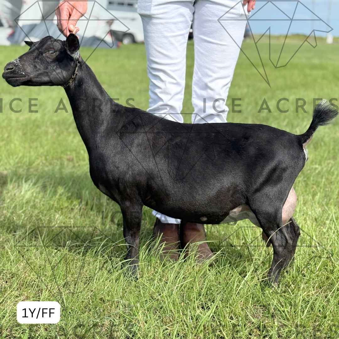 ICE ACRES ARC TWILIGHT GREY 1Y_FF 10.2025