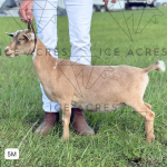 ICE ACRES RD SERAPHINA 5M 10.2025