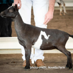 NOVELLA FARM GR HMS PINAFORE