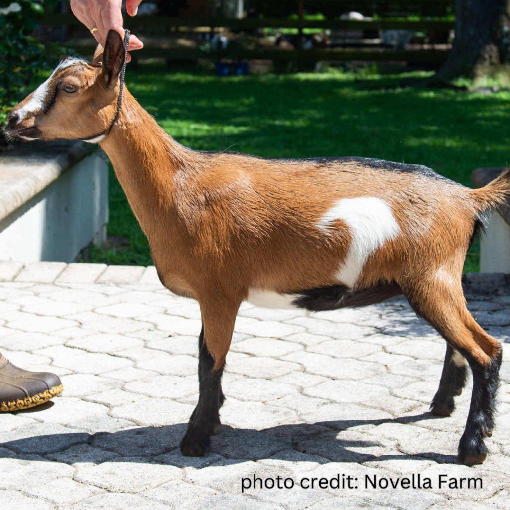 NOVELLA FARM NI LEXICON