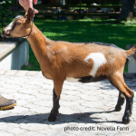 NOVELLA FARM NI LEXICON